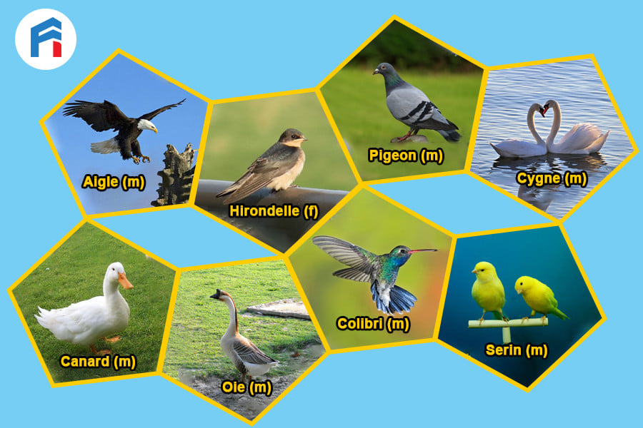 Bộ từ vựng tiếng Pháp về các loài chim - Tiếng Pháp Thú Vị